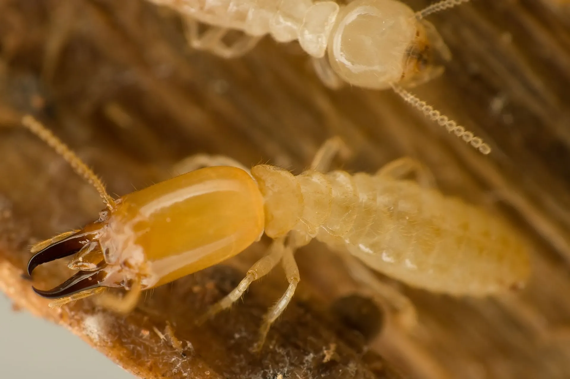 identify different termites