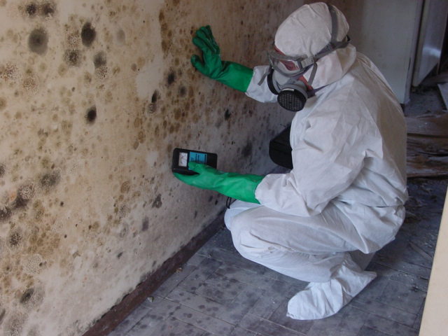 Preventing Structural Damage with Routine Mold Inspection and Analysis